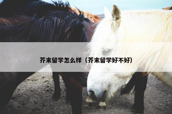 芥末留学怎么样（芥末留学好不好）