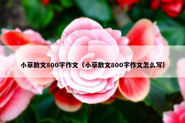 小草散文800字作文（小草散文800字作文怎么写）