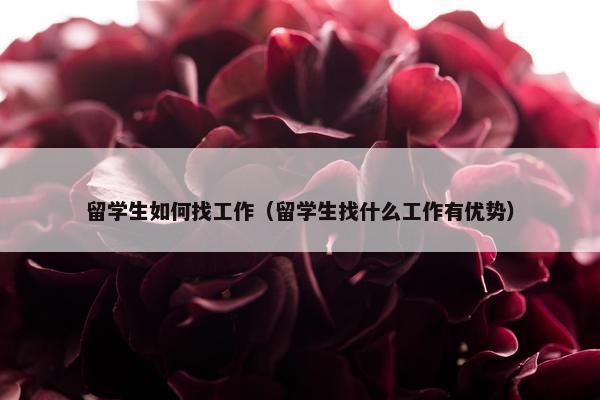 留学生如何找工作（留学生找什么工作有优势）
