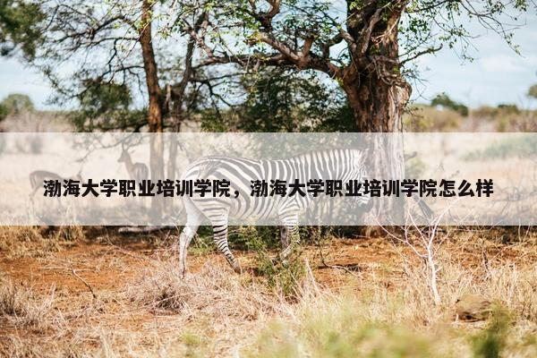 渤海大学职业培训学院，渤海大学职业培训学院怎么样