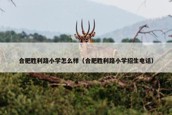 合肥胜利路小学怎么样（合肥胜利路小学招生电话）